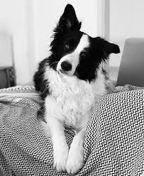 Pin By Hailey On Anim Dog In 2020 Dog Breeds Collie Puppies Collie