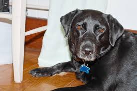 Find labrador retriever puppies and dogs for adoption today! Sophie Black Lab Rescue Mermaidcottages Com Mermaid Cottages On Tybee Island Ga