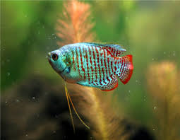 Dwarf Gourami Fresh Water Fish Fisk Akvarium