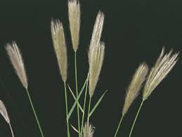 Image result for Coleochloa virgata
