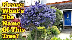 Plant in full sun and provide young trees with regular water. Please Help What Is The Name Of This Blue Flower Tree Youtube
