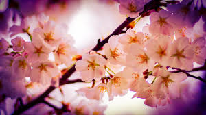 Newer post older post home. Populer 23 Wallpaper Bunga Sakura Gugur