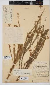 Image result for Isachne buettneri