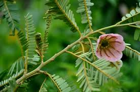 Image result for Pyrostria phyllanthoidea