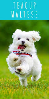 These dogs are cute and adorable. Teacup Maltese Discover The Miniature Maltese Dog