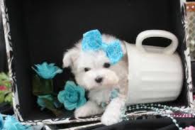 Maltese puppies for sale in florida. Teacup Maltese Teacup Maltese For Sale Maltese Puppies Tiny Micro 954 324 0149