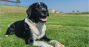 Minimum of 4 dogs earning titles. Labernese A Complete Guide To The Bernese Mountain Dog Lab Mix