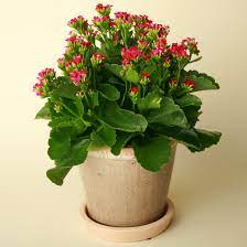Kalanso Kalanchoe Balikesir Cicek Cesitleri Hizli Teslimat Ev Bitkileri Saksi Bahceciligi Saksi Bitkileri