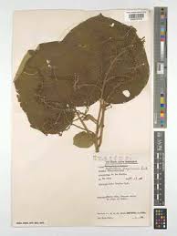 Image result for Neoboutonia