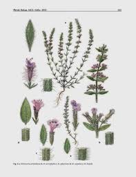 Image result for Micromeria