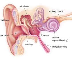 8 Useful Vertigo Home Remedies Ear Anatomy Tinnitus Symptoms Tinnitus Remedies
