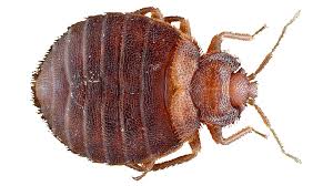 It can be easy to tell if you know what to look for. Bed Bug Imposters How To Identify Bed Bugs