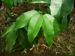 Image result for Farquharia elliptica