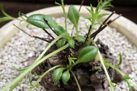 Image result for Aeollanthus subacaulis