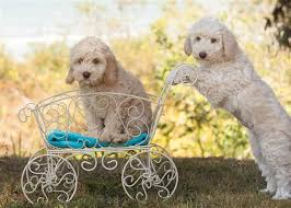 White undermount kitchen sink australian labradoodle mini red. Miniature Australian Labradoodle Puppies Breeder Oregon Northern California Ocean View Labradoodles