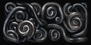 Black And Yellow Millipede India Tim Flach Portraits The Giant African Millipede Animals Images Animals Animal Photography