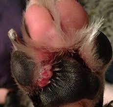 Conditions Of The Canine Foot Pad Vet360