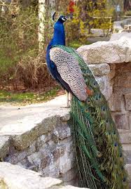 File Pavo Cristatus Lc0025 Jpg Wikimedia Commons Evcil Hayvanlar Hayvanlar Kus