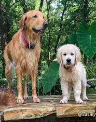 See our gorgeous white retriever litter. English Cream Golden Retrievers Denton Tx Us Farley Goldens Dogs Golden Retriever Golden Retriever Dogs And Puppies