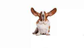 The uk's leading pet specialist, providing pet owners with all their needs; Active Listening For Leaders Effective Communication For Business Home