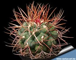 Image result for Tapinanthus erectotruncatus