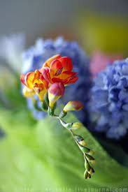 Freesia Freziya Flower Bud Beautiful Flowers Flowers