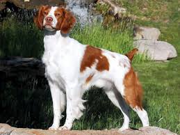 More specifically, they were originally bred as a gun generally, it's a good idea to get your brittany spaniel used to having their mouth, ears, and paws handled as a puppy and to reward them throughout. Top Dog Hails From Bozeman Trainer Brittany Born In Montana Is Dual Award Winner In United States Outdoors Missoulian Com