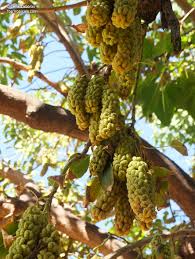 Image result for Phytolacca dioica