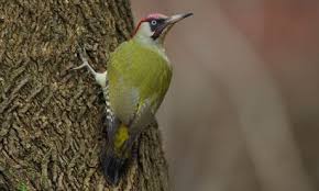Birds With Red Heads Uk Green Woodpecker Learn More The Green Woodpecker Is The Largest Of The Three Woodpeckers That Breeds In The Uk Unm Woodpecker Green Woodpecker Beautiful Birds