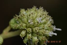 Image result for Blepharispermum