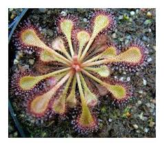 Image result for Drosera burkeana