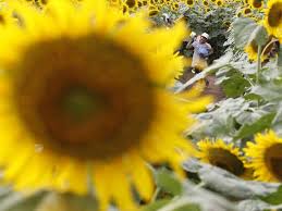 Akan membawaku tuk dapat menemuimu lagi. Menikmati Mekarnya Bunga Matahari Foto 3