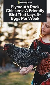 The plymouth rock is an american breed of domestic chicken. About Plymouth Rock Chickens A Friendly Bird That Lays 5 Eggs Per Week