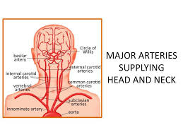 Arteria carotis interna) is located in the inner side of the neck in contrast to the external carotid artery. Ppt Major Arteries Supplying Head And Neck Powerpoint Presentation Free Download Id 2030083