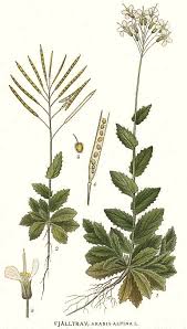 Image result for Arabis alpina