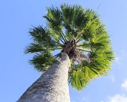 Le fabricant, les revendeurs, les meilleurs prix. Washingtonia Un Palmier Facile Et Resistant Au Froid