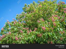 Leaf blotch of horse chestnut is caused by the fungus guignardia aesculi. Part Red Budding Image Photo Free Trial Bigstock