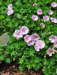 Pin On Perennials