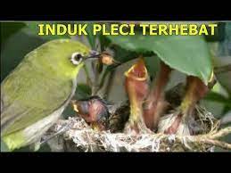 Perjuangan Induk Burung Pleci Merawat Anaknya Youtube Di 2021 Burung