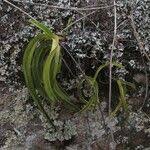 Image result for Diaphananthe fragrantissima