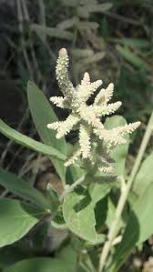 Image result for Aerva