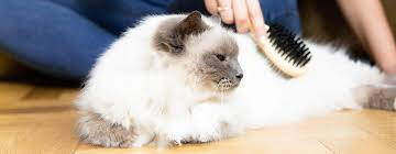 How often to groom your cat. How To Groom Your Cat Properly Purina