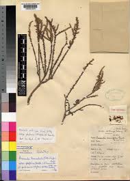 Image result for Crassula schimperi