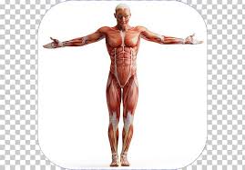 This muscle group can also be referred to as the lower back, even though it extends above that area. Human Body Anatomy Muscle Homo Sapiens Muscular System Png Clipart Abdomen Arm Back Bodybuilder Bodybuilding Free