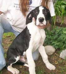 Great dane rescue utilizing foster homes for optimal socialization. Great Dane Dog Shipping Rates Services