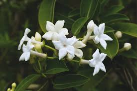 Image result for Hermannia floribunda