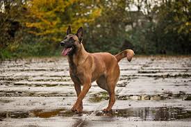 Belgian Malinois Protection Dogs For Sale Guaranteed K9s For You In 2020 Dog Breeds Medium Malinois Dogs For Sale