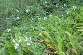 Image result for Hedychium coronarium