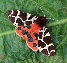 Garden Tiger Moth Moths Pattern Colorful Beautiful Spots Dots Cool Moths Moth Garden Tiger Moth