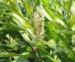 Growing Galangal 101 Everything You Need To Know Sproutabl Plants Ginger Plant Herbs